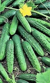 Pomidor ogorek rosyjskie odmiany odporne na zaraze