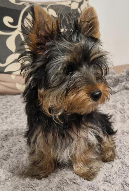 Yorkshire terrier