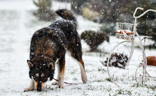 Suczka Maja do adopcji