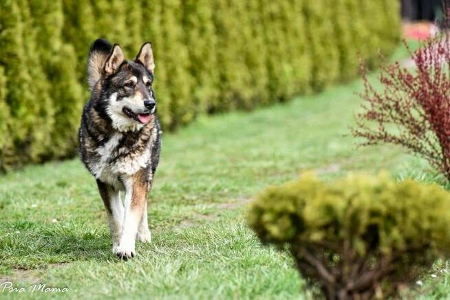 Suczka Maja do adopcji