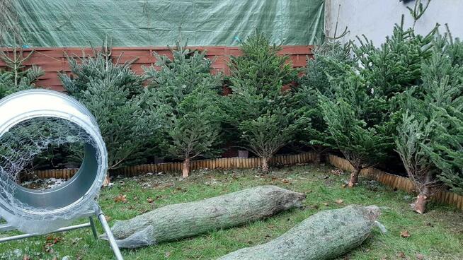 Choinki jodła świerk cięte i w donicach Sosnowiec DOWÓZ