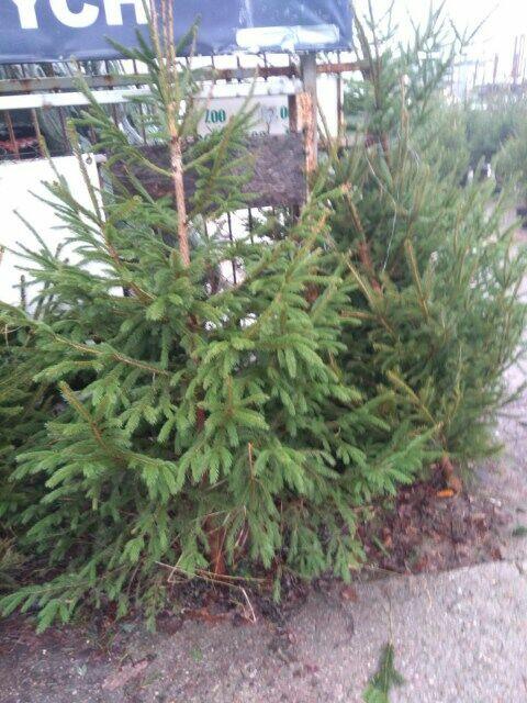 Świerk zwykły - na sprzedaż CENY HURTOWE