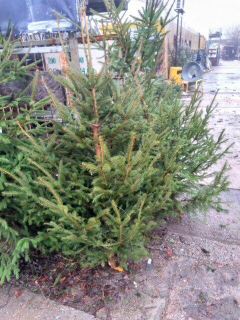 Świerk zwykły - na sprzedaż CENY HURTOWE