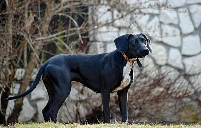 Suczka Kreta do adopcji