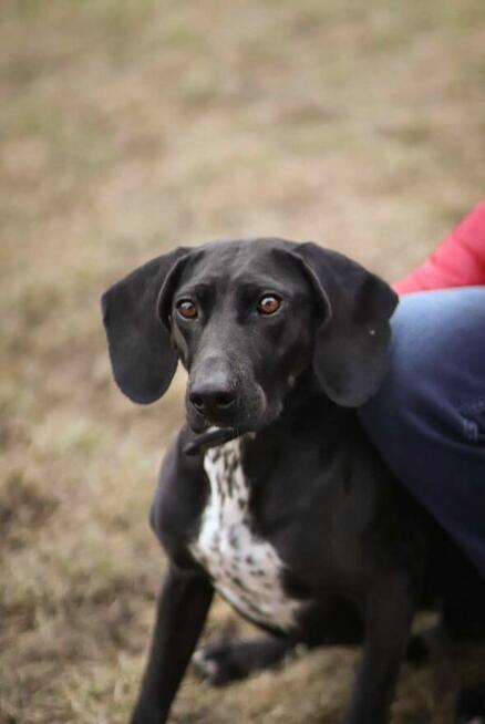 Suczka Kreta do adopcji