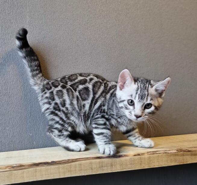 Srebrny kot bengalski