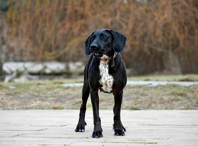 Suczka Kreta do adopcji