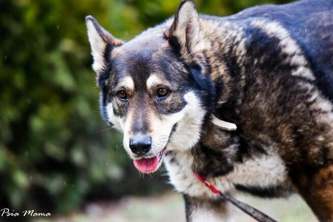 Suczka Maja do adopcji