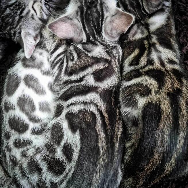 Srebrny kot bengalski