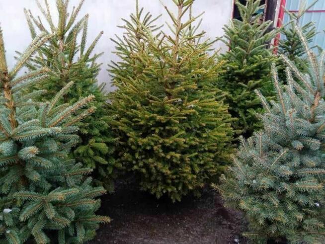 Choinki jodła świerk cięte i w donicach Sosnowiec DOWÓZ