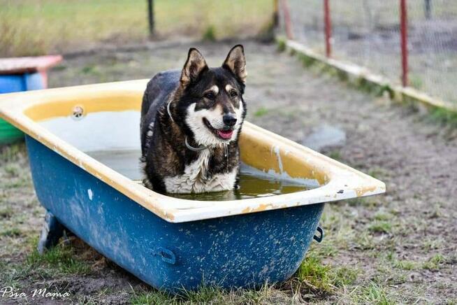 Suczka Maja do adopcji