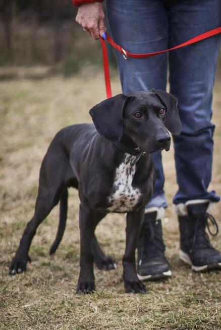 Suczka Kreta do adopcji