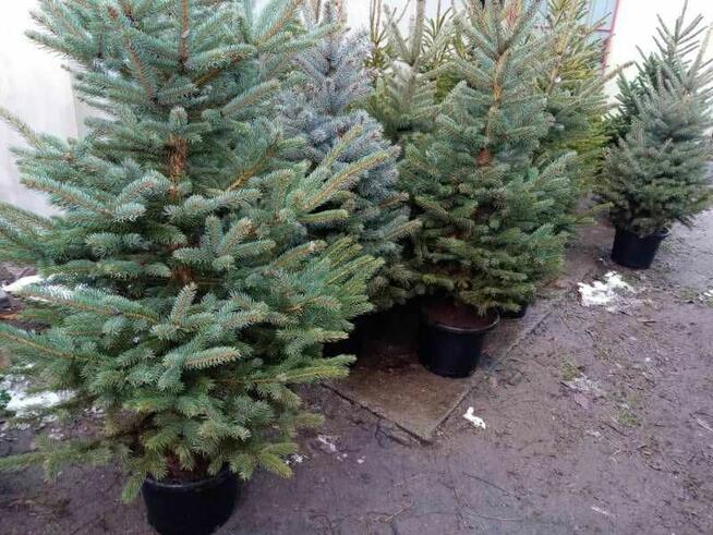 Choinki jodła świerk cięte i w donicach Sosnowiec DOWÓZ