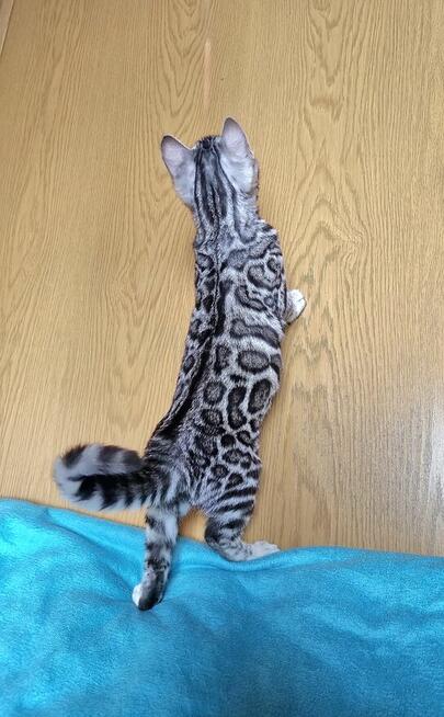 Srebrny kot bengalski