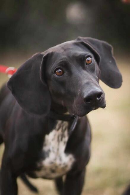 Suczka Kreta do adopcji