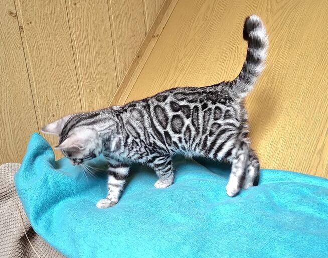 Srebrny kot bengalski