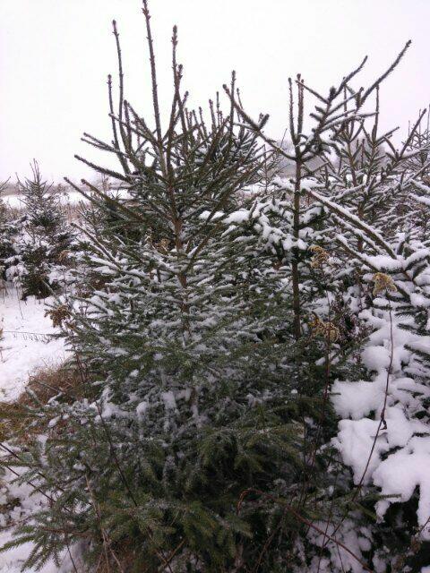 Świerk zwykły - na sprzedaż CENY HURTOWE