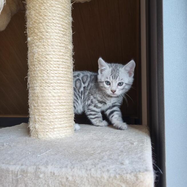 Srebrny kot bengalski