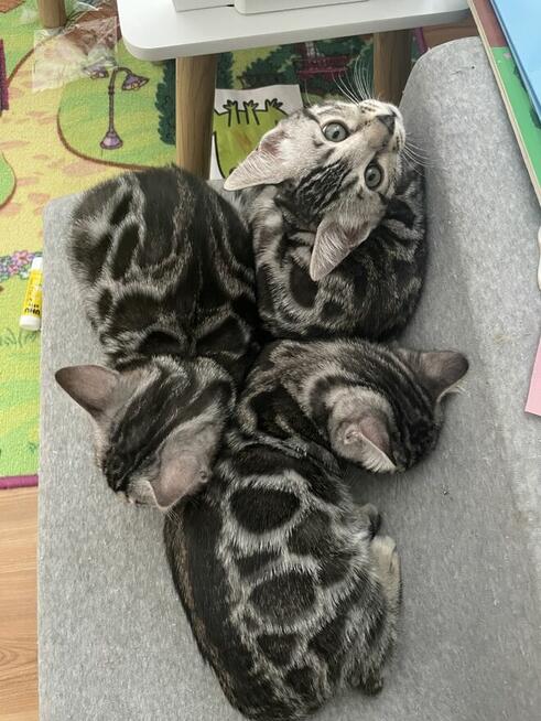 Srebrny kot bengalski