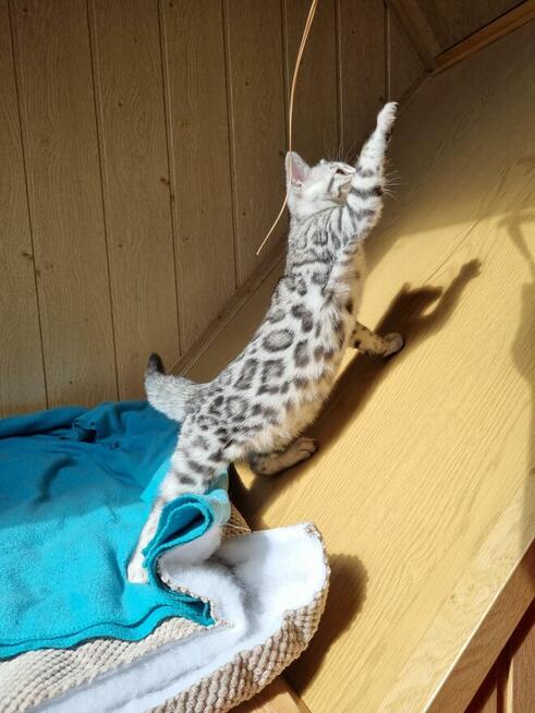 Srebrny kot bengalski