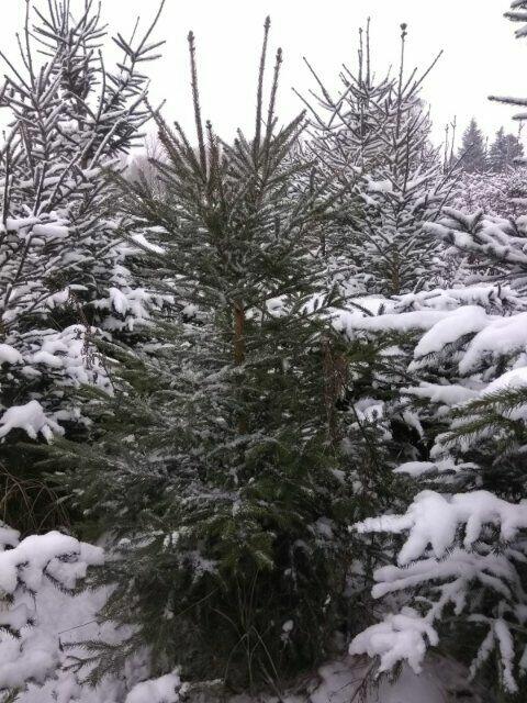 Świerk zwykły - na sprzedaż CENY HURTOWE