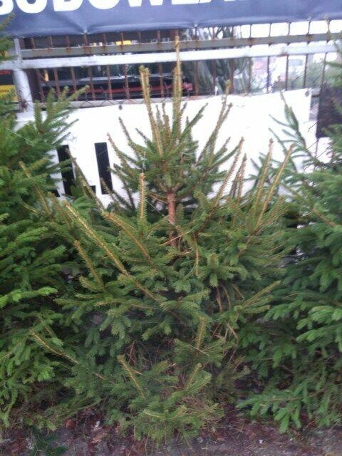 Świerk zwykły - na sprzedaż CENY HURTOWE