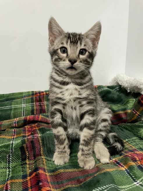 Srebrny kot bengalski