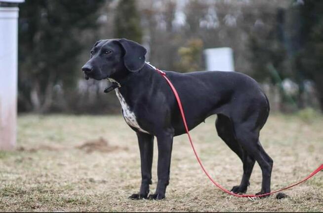 Suczka Kreta do adopcji