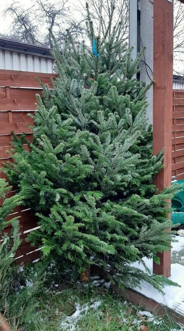 Choinka żywa jodła świerk cięte i w donicy choinki DOWÓZ