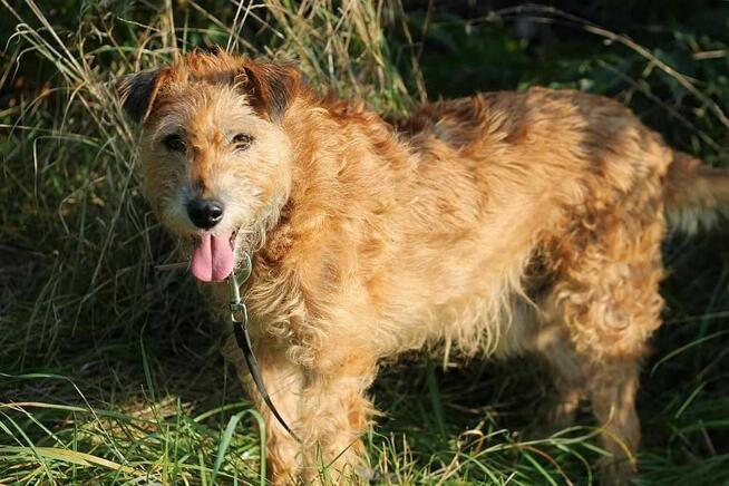 Piesek Brego do adopcji