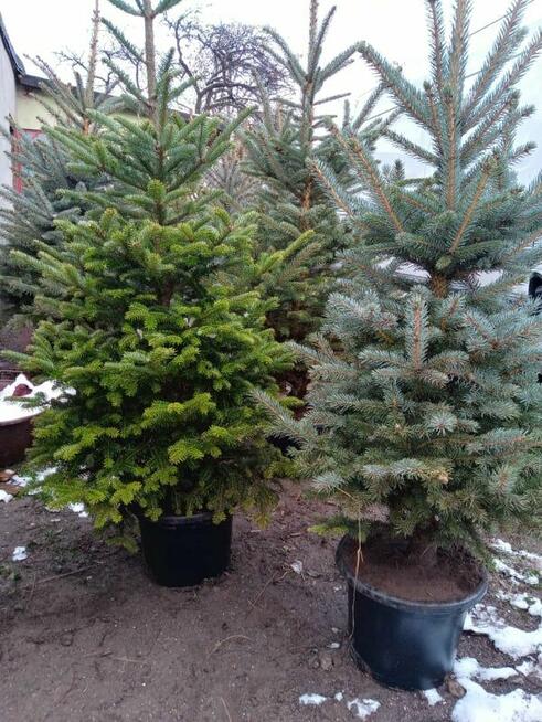 Choinka żywa jodła świerk cięte i w donicy choinki DOWÓZ