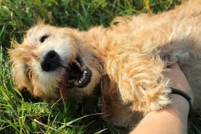 Piesek Brego do adopcji