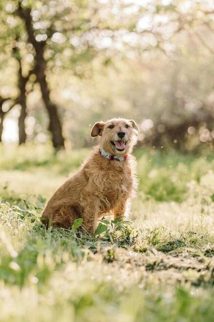 Piesek Brego do adopcji