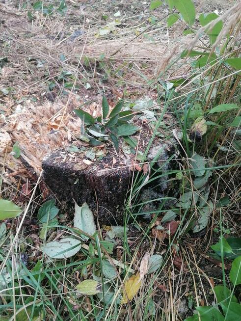 Mulczer leśny mulczowanie karczowanie czyszczenie działek