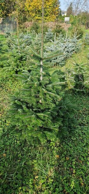 Choinki świąteczne Jodła Kaukaska Świerk Srebrny