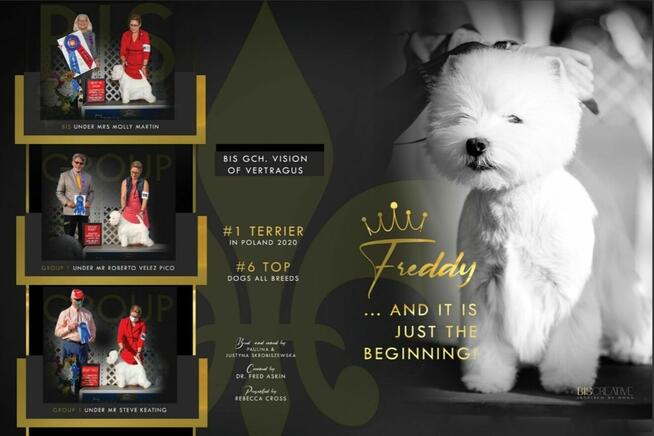 Szczenięta WEST Highland White Terrier