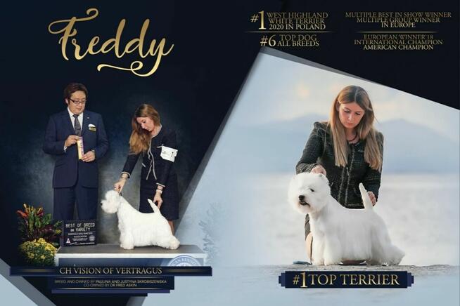 Szczenięta WEST Highland White Terrier