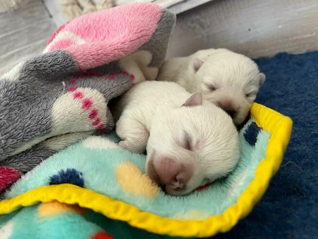 Szczenięta WEST Highland White Terrier