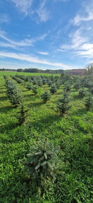 Choinki świąteczne Jodła Kaukaska Świerk Srebrny