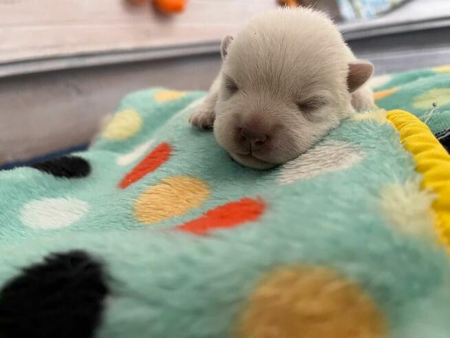 Szczenięta WEST Highland White Terrier