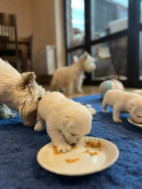 Szczenięta WEST Highland White Terrier