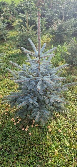 Choinki świąteczne Jodła Kaukaska Świerk Srebrny