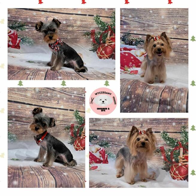 Groomer Kolno, Psi Fryzjer Kolno, Wyczesany Groomer Kolno