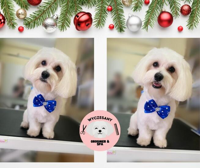 Groomer Kolno, Psi Fryzjer Kolno, Wyczesany Groomer Kolno