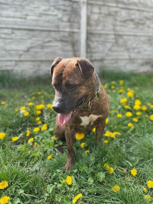 Tiger to śliczny psiak w typie amstaffa czeka na dom Łódź