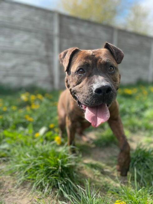 Tiger to śliczny psiak w typie amstaffa czeka na dom Łódź