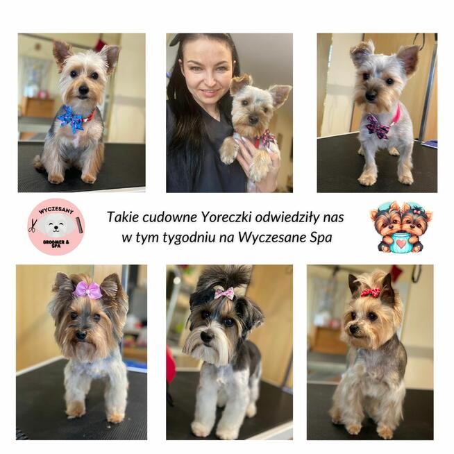 Groomer Kolno, Psi Fryzjer Kolno, Wyczesany Groomer Kolno