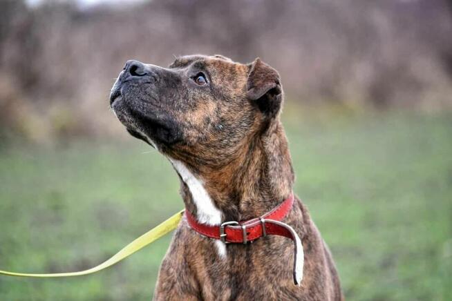 Tiger to śliczny psiak w typie amstaffa czeka na dom Łódź