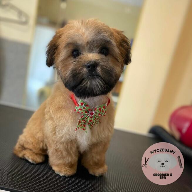 Groomer Kolno, Psi Fryzjer Kolno, Wyczesany Groomer Kolno