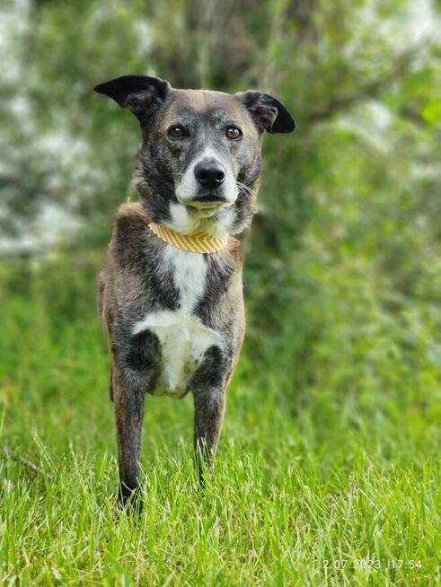 8 letnia Łapka szuka domu!